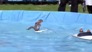 سنجابی که اسکی روی آب میره