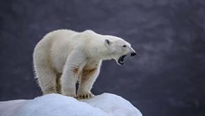 کلیپی دیدنی از شکار خرس قطبی