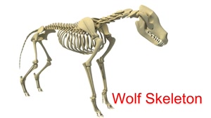 Skeletonanimal 