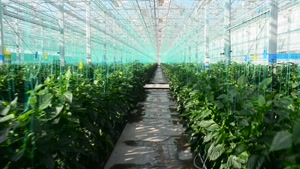 گلخانه‌ هیدروپونیک و شیشه ای آتاویتا