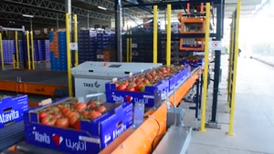 پروسه تولید و بسته‌بندی گوجه فرنگی آتاویتا