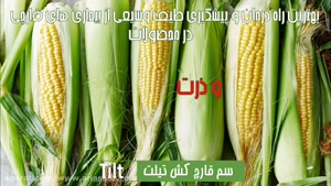 بهترین قارچ کش برای غلات، سم قارچ کش تیلت | tilt