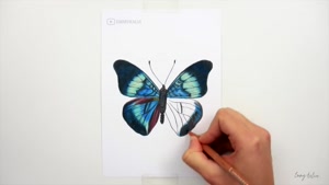 طراحی یک پروانه زیبا با مداد رنگی