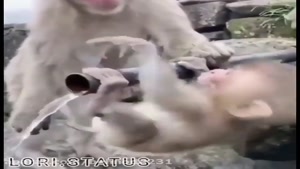 صدا گذاری خنده دار روی میمون