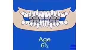 پروسه ی رشد دندان ها از چهار تا هجده سالگی
