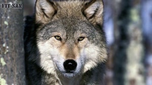 آیا سگ سرابی توان مقابله با گرگ را دارد ؟