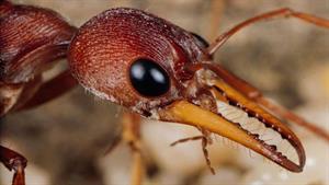 تصاویری دیدنی از حمله مورچه ها به خرچنگ