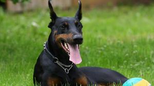 سگ دوبرمن ، بهترین سگ محافظ جهان!