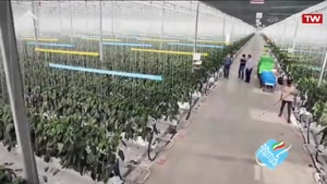 آتاویتا رکورد دار صادرات گوجه فرنگی و فلفل دلمه ای