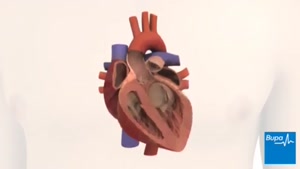  جریان الکتریکی قلب
