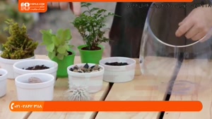 آموزش ساخت تراریوم برای گیاهان گرم سیری (باغ شیشه ای کاکتوس)