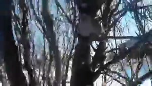 یخ زدن پرندگان روی درخت از سرمای کم سابقه خلخال