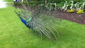 باز شدن پر طاووسها