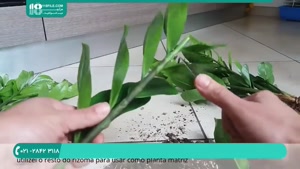 آموزش تکثیر گیاهان آپارتمانی