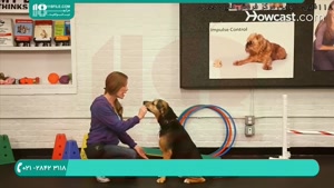 آموزش تربیت سگ-دست دادن