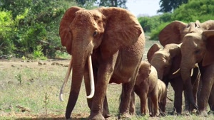 تریلر مستند ملکه فیل The Elephant Queen 2019