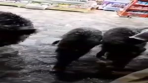 پناه آوردن گراز های وحشی به کردستان