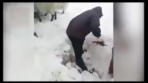 گوسفندان زیر برف گیر افتادن 