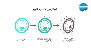 کمبود زینک در بدن چه علائمی دارد؟