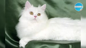معرفی نژادهای گربه های دوست داشتنی و زیبا