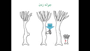 تولیدمثل در جانوران