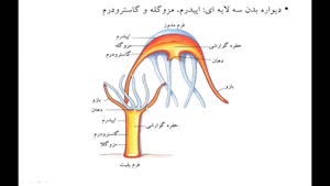 Cnidaria