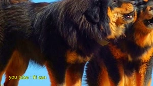 سگ قدرتمند ماستیف تبت