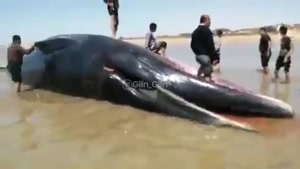 پیدا شدن جسد یه نهنگ ۱۸ متری