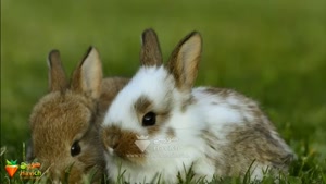 دانستنی های جالب درمورد خرگوش ها