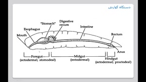 Arthropoda