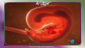 انیمیشن رشد جنین