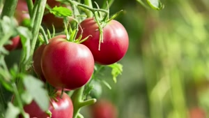 آیا رگه های سفید گوجه فرنگی مضر است
