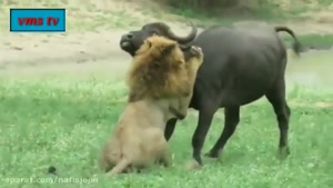 هیجان انگیزترین صحنه های شکار حیوانات توسط شیرها