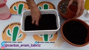 آموزش کاشت بذر کاکتوس