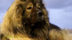 سگ قدرتمند قفقازی