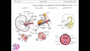 جنین شناسی، آزمون ارشد علوم تشریحی 98