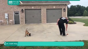 تربیت سگ ولگرد برای نگهبانی