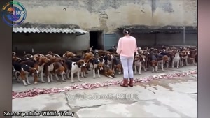 باهوش ترین سگ های دنیا 