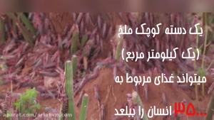 ملخ ها چگونه غذا می خورند؟