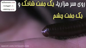 حشره صدپا، چندپا دارد؟