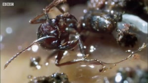 کلیپ جالب از حیات وحش "مورچه ها حلزون زنده را می خوردند!"