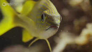 تصاویر دیدنی و شگفت انگیز از موجودات زیر آب در کوبا