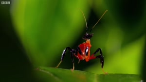 ویدیو جالب و شگفت انگیز از زندگی حشرات و خزندگان
