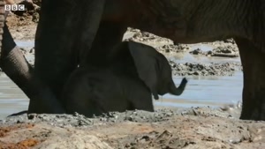 بهترین و شگفت انگیز ترین صحنه ها از زندگی فیل ها