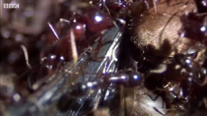 ویدیو دیدنی و جالب از زندگی مورچه ها