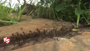حیات وحش - شکار مار توسط مورچه ها