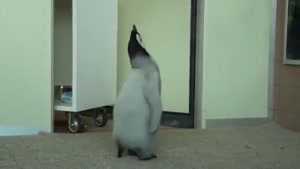 پنگوئن بامزه در مرکز نگهداری حیوانات