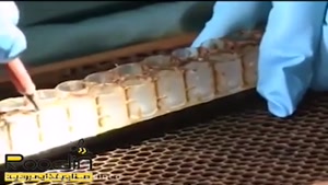 ویدئویی زیبا از مراحل تولید ژل رویال زنبورعسل