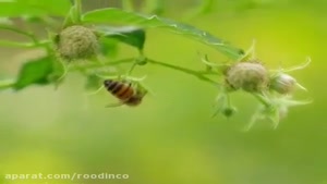 آموزش چگونگی تولید بره موم و برداشت آن از کلنی های زنبورعسل