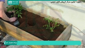 نحوه کاشت گوجه فرنگی و سیستم آبیاری قطره ای زمین